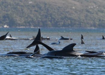Más de 250 ballenas encallan en playa de Australia