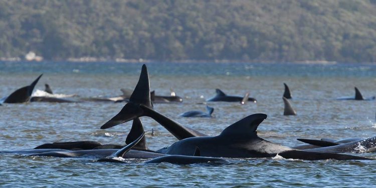 Más de 250 ballenas encallan en playa de Australia