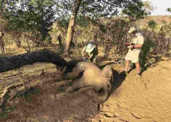 Una bacteria sigue matando elefantes en Zimbabue