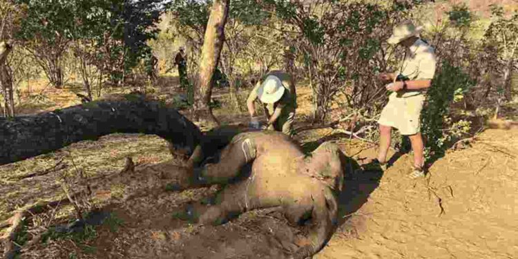 Una bacteria sigue matando elefantes en Zimbabue