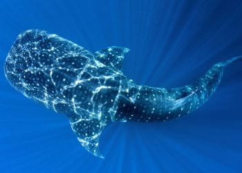 Concluye temporada de avistamiento del Tiburón Ballena