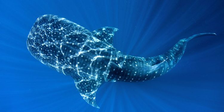 Concluye temporada de avistamiento del Tiburón Ballena