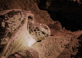 Continúan los esfuerzos por la conservación de la tortuga marina en Isla Mujeres