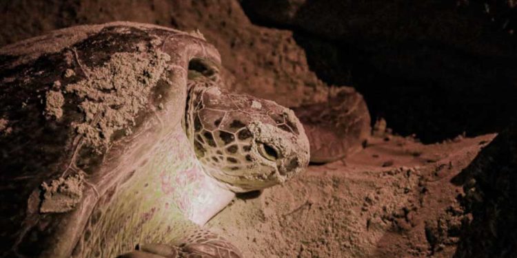 Continúan los esfuerzos por la conservación de la tortuga marina en Isla Mujeres
