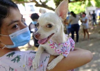 Exitosa campaña de vacunación de mascotas en Isla Mujeres