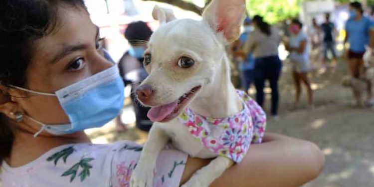 Exitosa campaña de vacunación de mascotas en Isla Mujeres