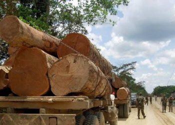 Continúa el tráfico de maderas «preciosas» en la Zona Limítrofe con Campeche