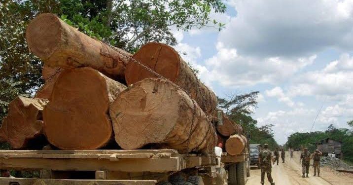 Continúa el tráfico de maderas «preciosas» en la Zona Limítrofe con Campeche