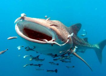 PROFEPA hace un llamado a náuticos a respetar fechas oficiales del Tiburón Ballena