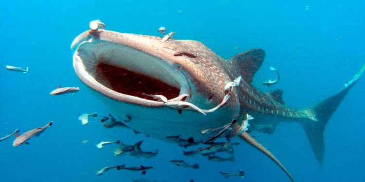 PROFEPA hace un llamado a náuticos a respetar fechas oficiales del Tiburón Ballena