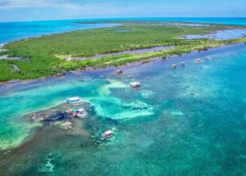 Reportan otro ataque de tiburón, ahora en el Banco Chinchorro