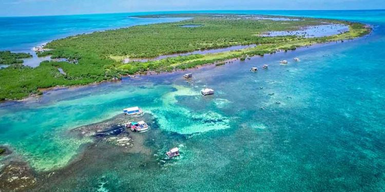 Reportan otro ataque de tiburón, ahora en el Banco Chinchorro