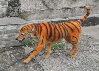 Pintan perrito callejero como tigre, usuarios denuncian maltrato animal