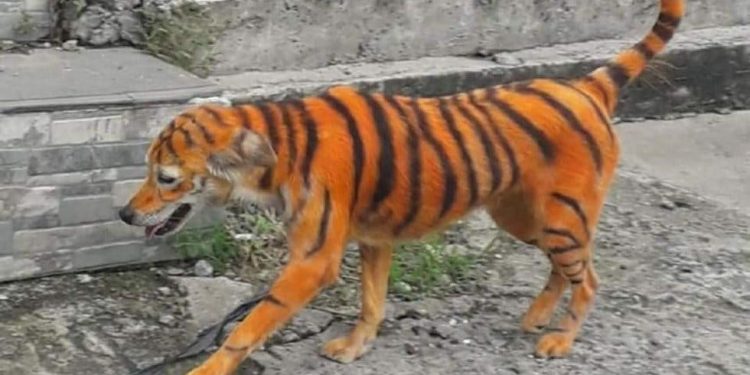 Pintan perrito callejero como tigre, usuarios denuncian maltrato animal