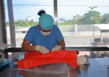 Continúa la campaña permanente de esterilización canina y felina los jueves