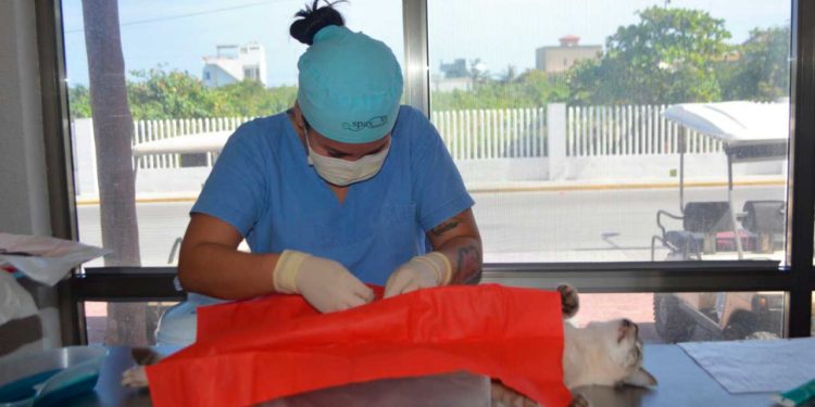 Continúa la campaña permanente de esterilización canina y felina los jueves