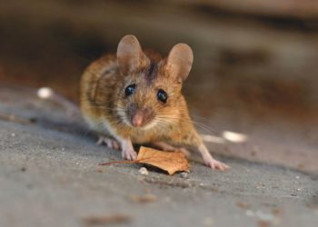 Científicos hacen que ratones con parálisis vuelvan a caminar