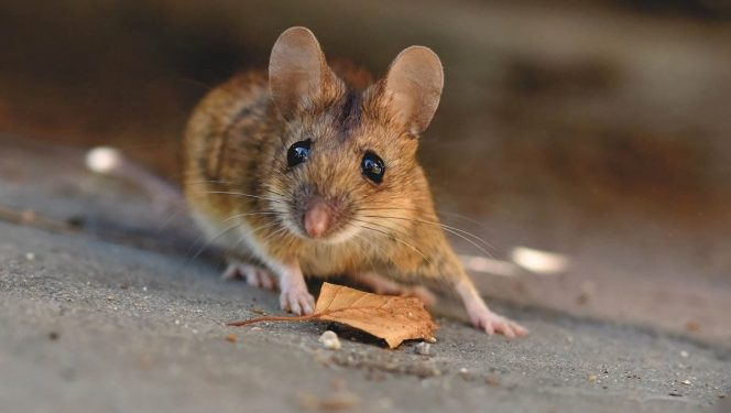 Científicos hacen que ratones con parálisis vuelvan a caminar