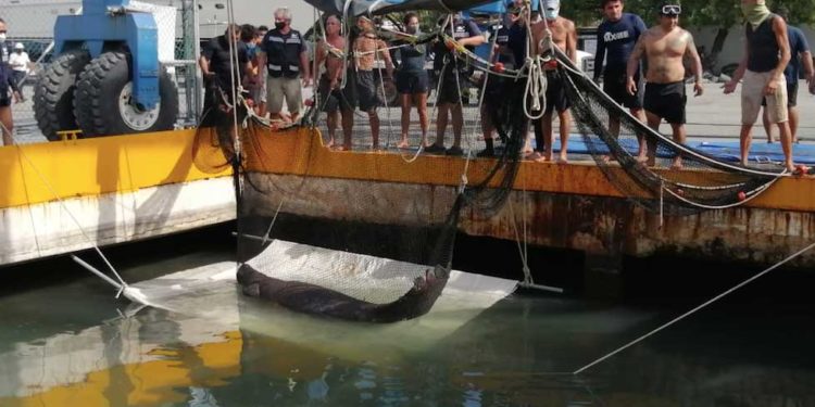 Manatí rescatado en Isla Mujeres podría ser liberado tras confirmar su estado de salud