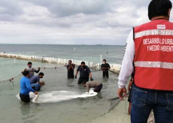 Luego de varios exámenes médicos, el manatí capturado en Isla Mujeres fue liberado