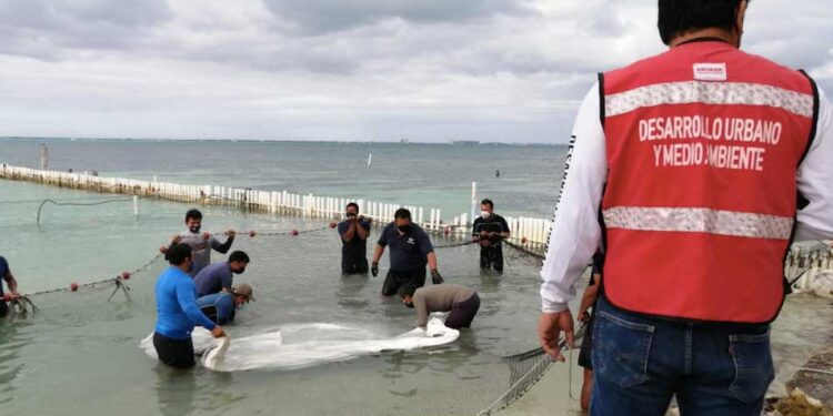 Luego de varios exámenes médicos, el manatí capturado en Isla Mujeres fue liberado