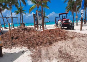 Logra Zofemat retirar más de 50 toneladas de sargazo en playas de Isla Mujeres