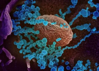 Hallan nueva variante de coronavirus en Francia