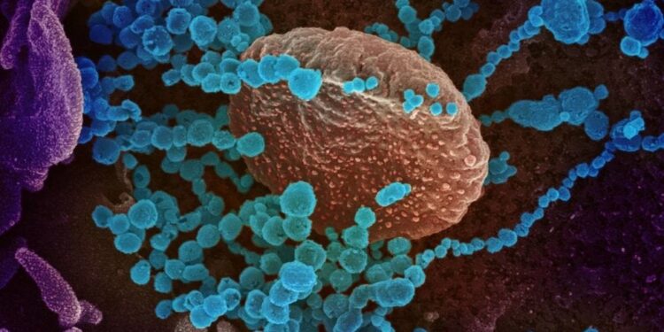 Hallan nueva variante de coronavirus en Francia