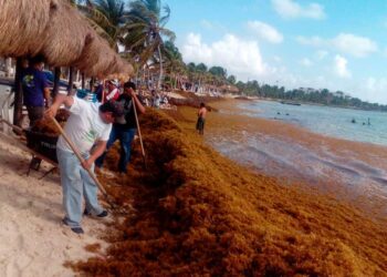 Sufre toda la costa maya por arribo atípico de Sargazo