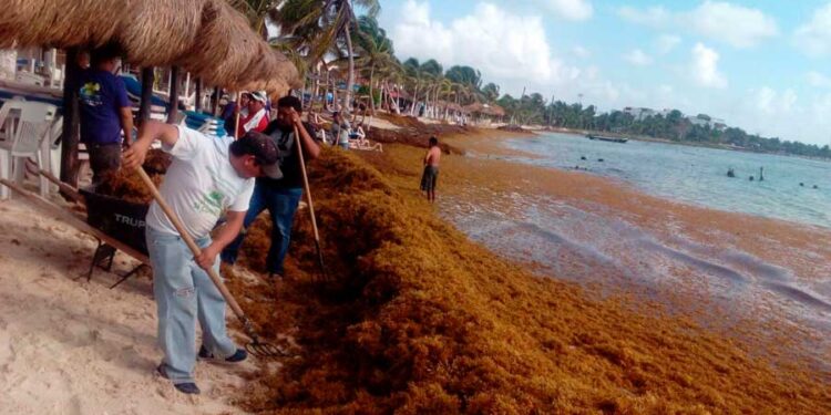 Sufre toda la costa maya por arribo atípico de Sargazo