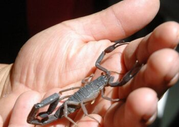 Investigan tratamiento de cáncer con veneno de alacrán