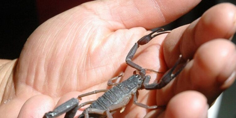 Investigan tratamiento de cáncer con veneno de alacrán