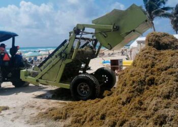 Actualizan lineamientos técnicos para la gestión integral del Sargazo