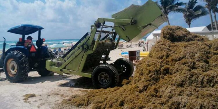 Actualizan lineamientos técnicos para la gestión integral del Sargazo