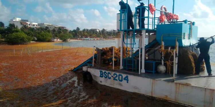 SEMAR trabaja coordinadamente para contener el sargazo en Quintana Roo