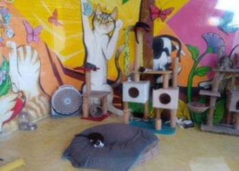 Promueven en Isla Mujeres programa de adopción de gatos