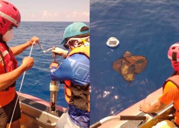 Instalan sondas oceanográficas para estudiar trayectoria del sargazo