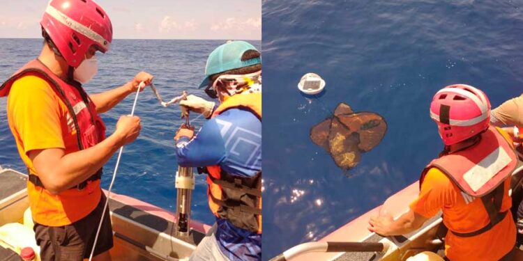 Instalan sondas oceanográficas para estudiar trayectoria del sargazo