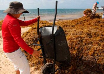 Continuan recalando toneladas de sargazo en Puerto Morelos
