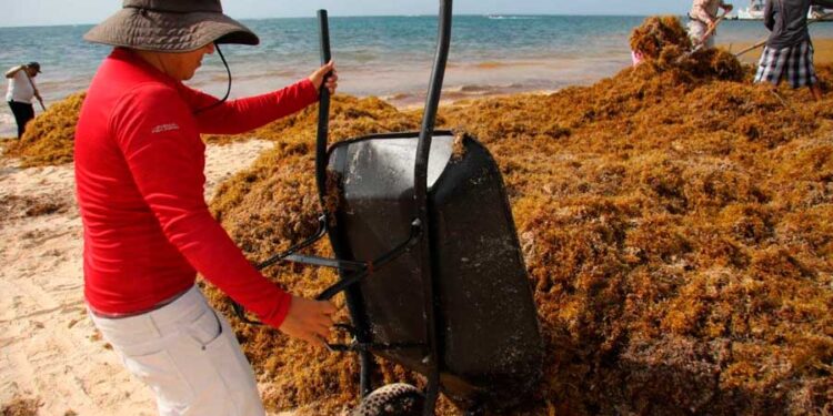 Continuan recalando toneladas de sargazo en Puerto Morelos