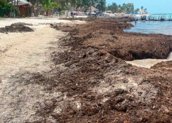 Hoteleros temen retrasos en la limpieza y retiro del sargazo en las playas de Isla Mujeres