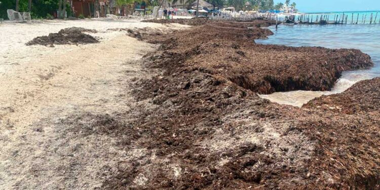 Hoteleros temen retrasos en la limpieza y retiro del sargazo en las playas de Isla Mujeres