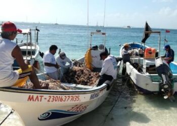 Pescadores de Isla Mujeres esperan que mejore pronto la producción de Langosta