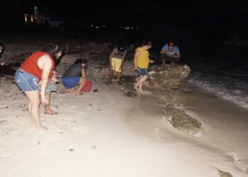 Urge reactivar programa de protección a la tortuga marina en Isla Mujeres