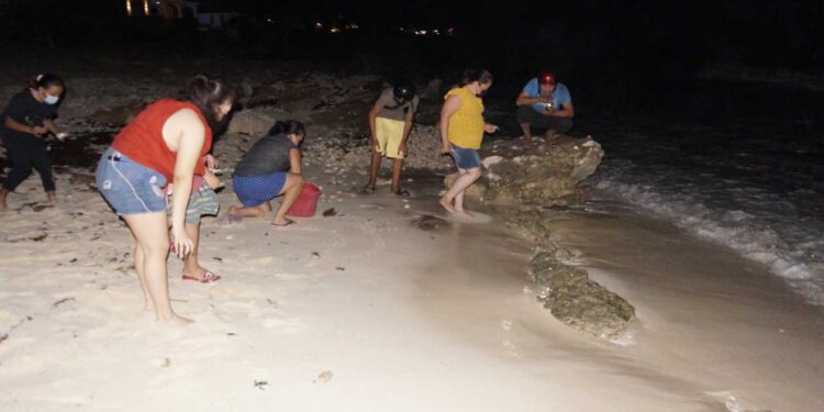 Urge reactivar programa de protección a la tortuga marina en Isla Mujeres
