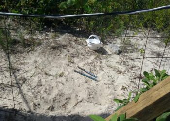 Denuncian presunto autorobo en obra del hotel Ríu de Isla Blanca