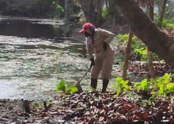 En Isla Mujeres continúan trabajos contra el Paludismo