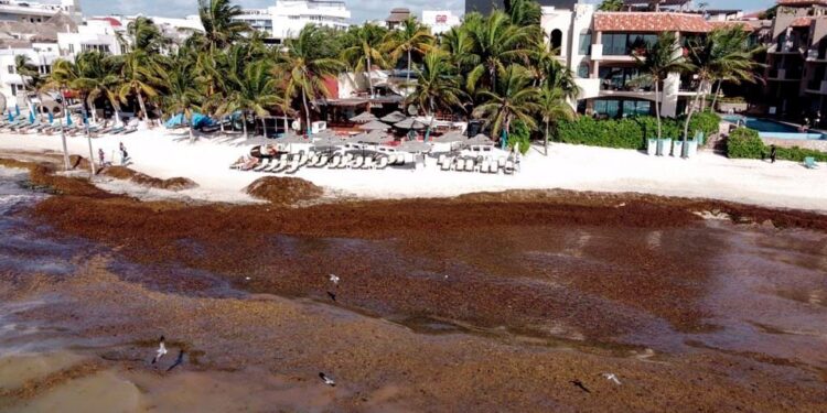 Pese al arribo de grandes cantidades de sargazo, hasta abril serán colocadas las barreras sargaceras en costas de Quintana Roo