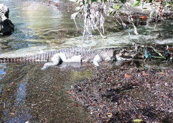 Murió “Larry”; hallan cadáver del popular lagarto en la Bahía de Chetumal