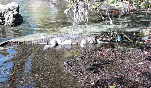 Murió “Larry”; hallan cadáver del popular lagarto en la Bahía de Chetumal